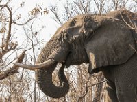 Marion, Romane South Africa 2014 (31 of 45) : KNP Pretoriuskop, Marion visit